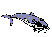animated_shark.gif